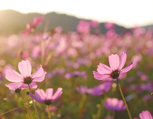 Fototapeta premium Pink cosmos field at sunset