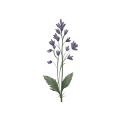 wildflower with blue-violet petals, isolate, illustration, png