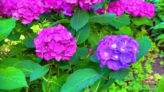 Dark pink Hydrangea flowers - close-up of flowers of ornamental plant in garden.