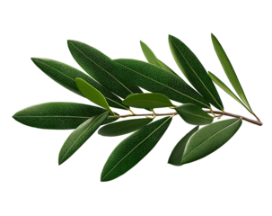 Olive Leaf Branch Fresh Green Twig from Olive Tree, Greek Cretan Harvest, Natural Ingredient Isolated