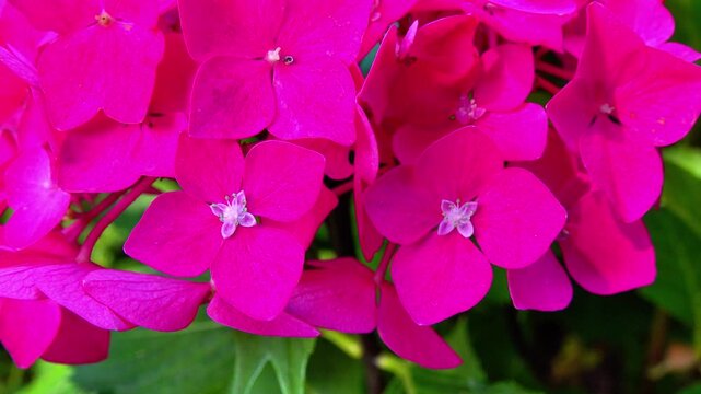 Dark pink Hydrangea flowers - close-up of flowers of ornamental plant in garden.