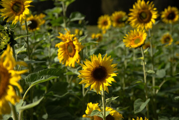 Close-up of a vibrant sunflower in full bloom under a sunny blue sky, surrounded by a lush green field of sunflowers.