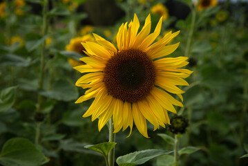 Single sunflower in full bloom with a bee on its petals, surrounded by lush green foliage on a sunny day.