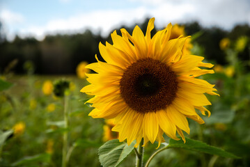 Single sunflower in full bloom with a bee on its petals, surrounded by lush green foliage on a sunny day.
