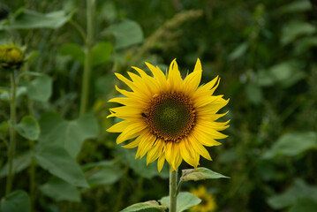 Single sunflower in full bloom with a bee on its petals, surrounded by lush green foliage on a sunny day.