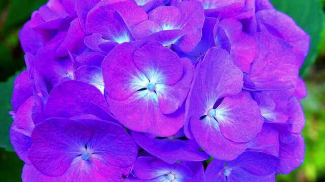 Dark pink Hydrangea flowers - close-up of flowers of ornamental plant in garden.