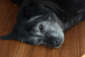 Sleeping black gray old dog lying on the floor

