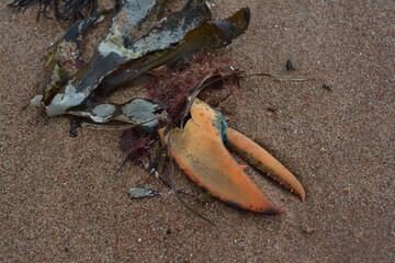 Crab claw on sandy beach with seaweed – coastal marine detail