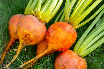 Bunch of beetroots Boldor variety with dark-golden skin and green leaves is on the green grass of...