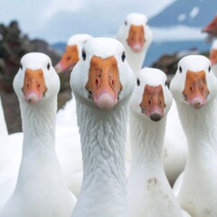 Flock of white geese faces forward