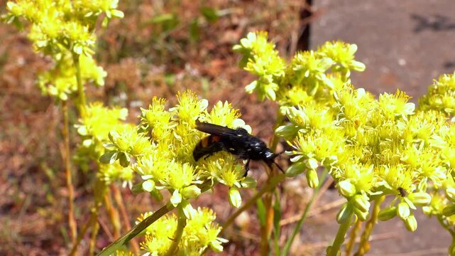 Scolia hirta, medium-sized wild wasp collecting nectar on flowers in the garden