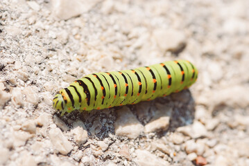 Vivid green caterpillar with bold black and orange markings resting on a textured rocky or gravelly terrain outdoors