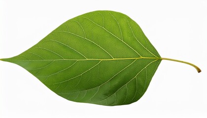 Obraz premium Cottonwood Tree Leaf Isolated On Transparent Background
