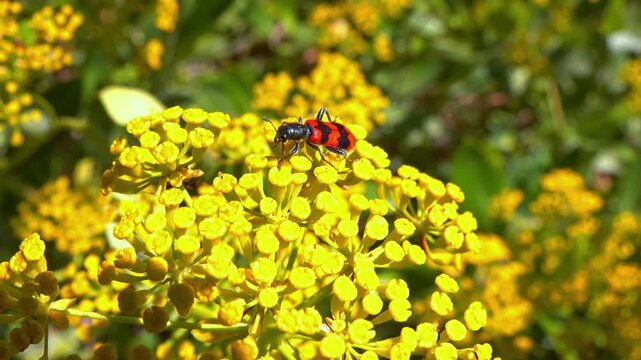 Bee-eating beetle Trichodes apiarius - black and red beetle on a plant.