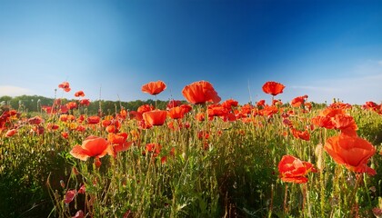 Vibrant Red Poppy Flowers Swaying Gently Against A Clear Blue Sky In A Sunny Meadow