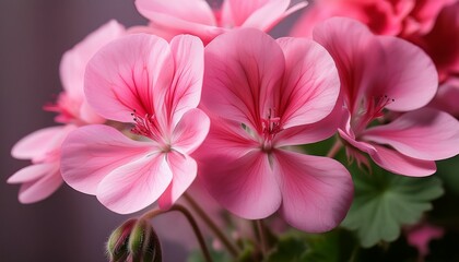 A Close Up Of Vibrant Pink Geranium Flowers Displaying Their Delicate Petals And Rich Color