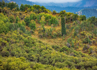 mountain landscape with trees and blue sky