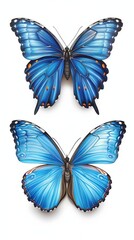two blue morpho butterflies top and side views on clean white backdrop, delicate wings, natural science style, crisp detail, copyspace, concept of education biology decor