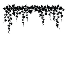 Naklejka premium Black silhouette of hanging ivy vine with leaves vector