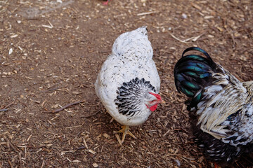 A white hen and a rooster with black and white plumage are standing on a dirt farmyard. The natural environment conveys rural life and the charm of keeping poultry.