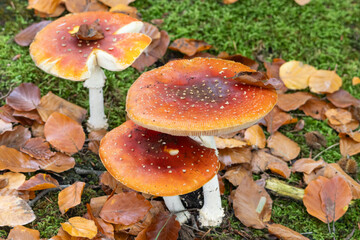 Fly agaric mushrooms