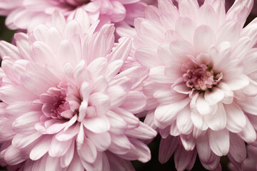Delicate pink chrysanthemums blooming with soft petals and beautiful texture