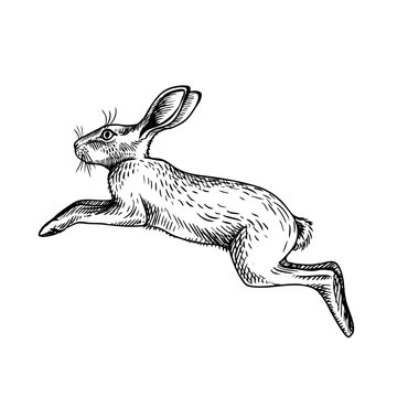 Cute Easter vintage bunny portrait. Hand drawn hare animal. Retro sketch isolated vector illustration