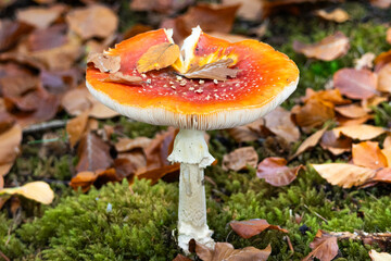 Fly agaric mushroom in autumn