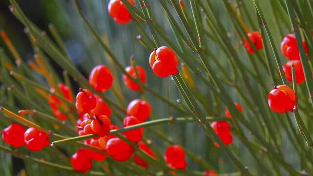 Red tasty edible fruits of Ephedra arborescens in the garden