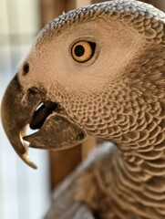 A close-up portrait of a curious African Grey Parrot