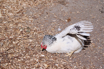 A white hen with black accents rests in an open dusty area surrounded by wood chips.