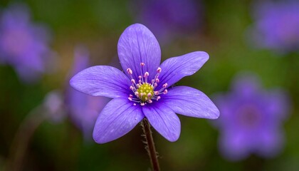 Fototapeta premium Vibrant purple flower with a bright yellow center blooming in a natural green environment.
