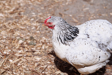 Close-up photo of a white hen with black markings, surrounded by natural environment with dry foliage. Perfect for depicting farming, poultry breeding, rural life, and the beauty of domesticated birds