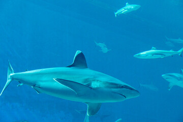 Views of the Singapore Oceanarium