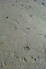 footprint in sand.
a view of wet sea sand with dog paw prints.