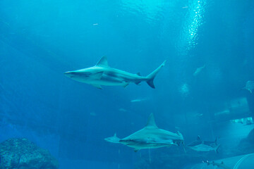 Views of the Singapore Oceanarium