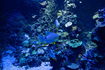 Views of the Singapore Oceanarium