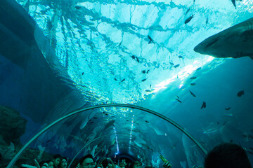Views of the Singapore Oceanarium
