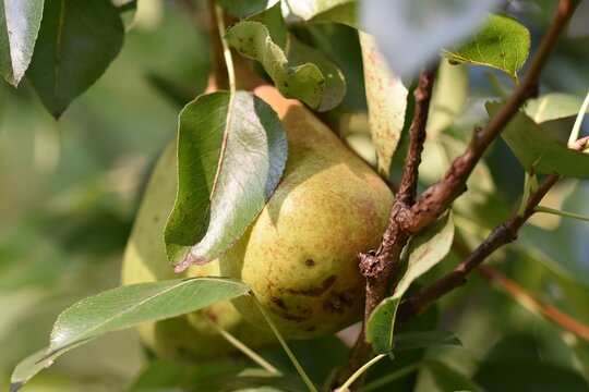 A ripe conference pear with russetting hanging in the tree covered from leaves.