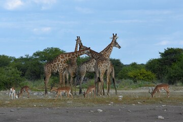 Steppengiraffen (giraffa camelopardalis) im Etoscha Nationalpark