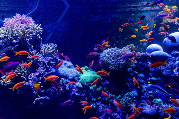 Views of the Singapore Oceanarium