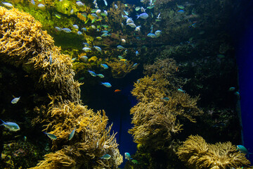 Views of the Singapore Oceanarium