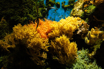 Views of the Singapore Oceanarium