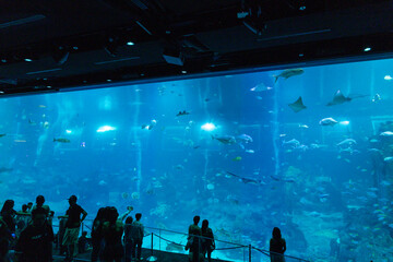 Views of the Singapore Oceanarium