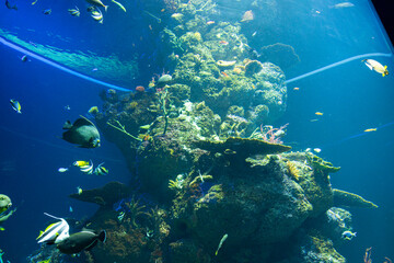 Views of the Singapore Oceanarium