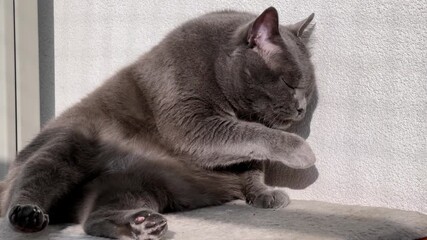 Close-up of a cat licking its fur in a slow, focused grooming session. Perfect for educational pet care videos, veterinary themes, or cozy animal reels.
