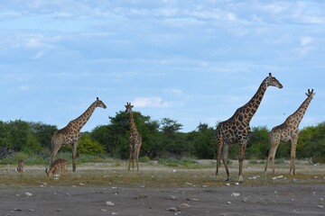 Steppengiraffen (giraffa camelopardalis) im Etoscha Nationalpark