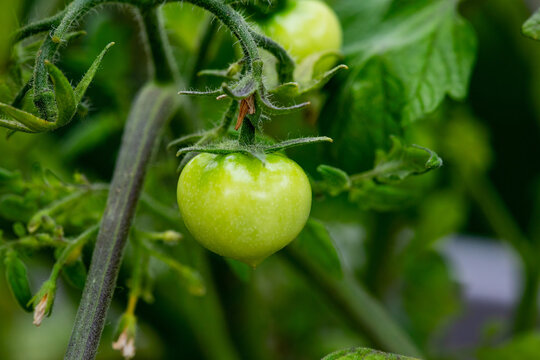 A macro view of young green tomatoes on the vine surrounded by leaves and stems.