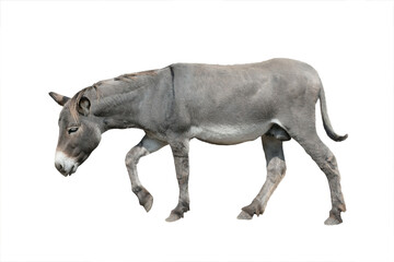 Walking tired donkey isolated on white background