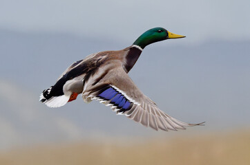 Obraz premium duck in flight against a blurred background